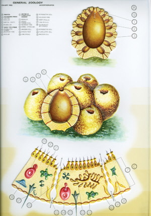 025 - Hubky, nástenná tabuľa