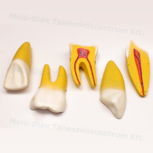 md0311_2_Model zubov